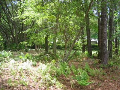 The interior of the lot